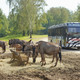 Le Parc safari Beekse Bergen 